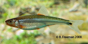 Tennessee shiner Species Photo