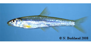 longnose shiner Species Photo