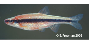 yellowfin shiner Species Photo