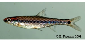 taillight shiner Species Photo
