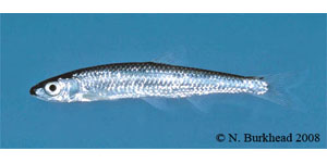 silver shiner Species Photo