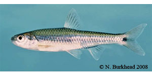 weed shiner Species Photo