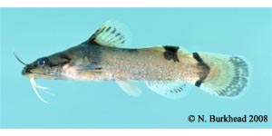 yellowfin madtom Species Photo