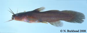 tadpole madtom Species Photo
