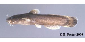 speckled madtom Species Photo