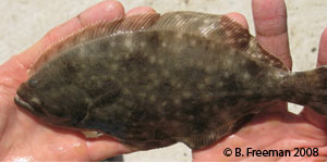 southern flounder Species Photo