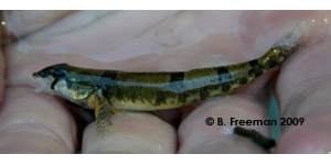 amber darter Species Photo