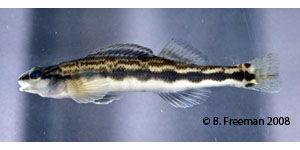 goldline darter Species Photo