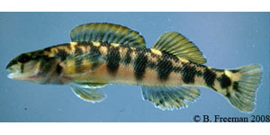 Halloween darter Species Photo