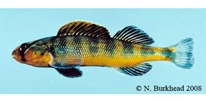 gilt darter Species Photo