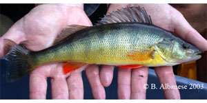 yellow perch Species Photo