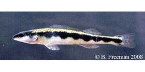bridled darter Species Photo