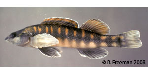 bronze darter Species Photo