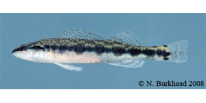 dusky darter Species Photo