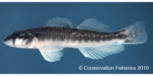 river darter Species Photo