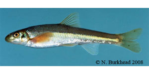 fatlips minnow Species Photo