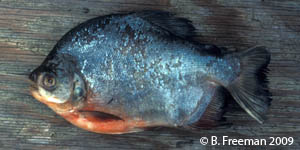 pacu species Species Photo