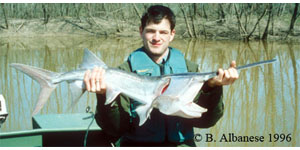 paddlefish Species Photo
