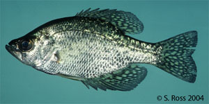 black crappie Species Photo