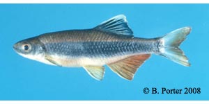 Apalachee shiner Species Photo