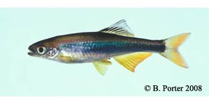 metallic shiner Species Photo