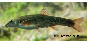 longnose dace Species Photo