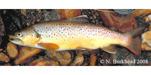 brown trout Species Photo