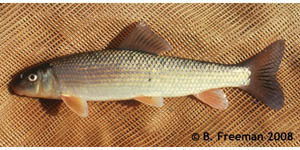 brassy jumprock Species Photo