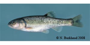 creek chub Species Photo