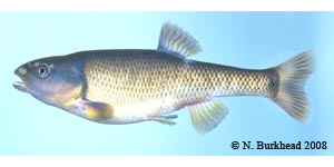 Dixie chub Species Photo