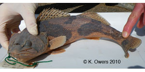 sauger Species Photo