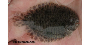 hogchoker Species Photo