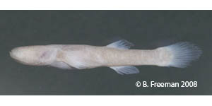 southern cavefish Species Photo