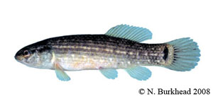 eastern mudminnow Species Photo